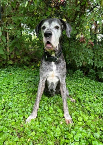 Berta - Deutsche Dogge - Bild 2