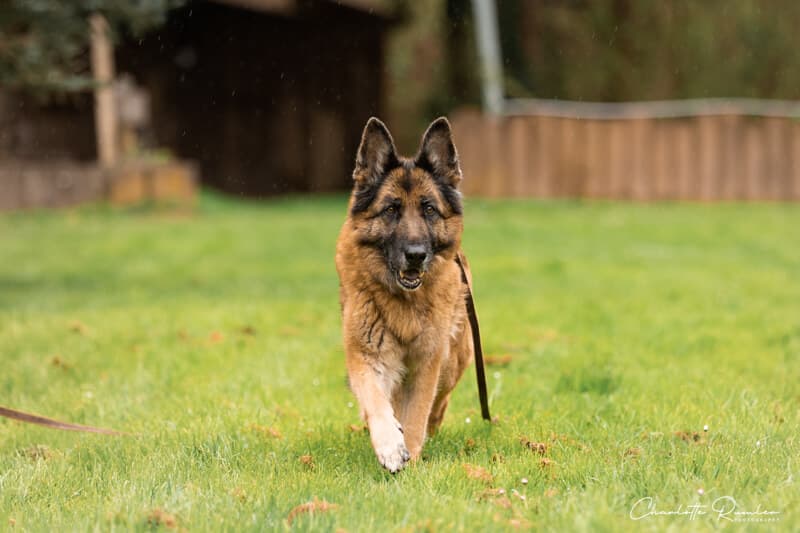 Lana - Deutscher Schäferhund - Bild 3
