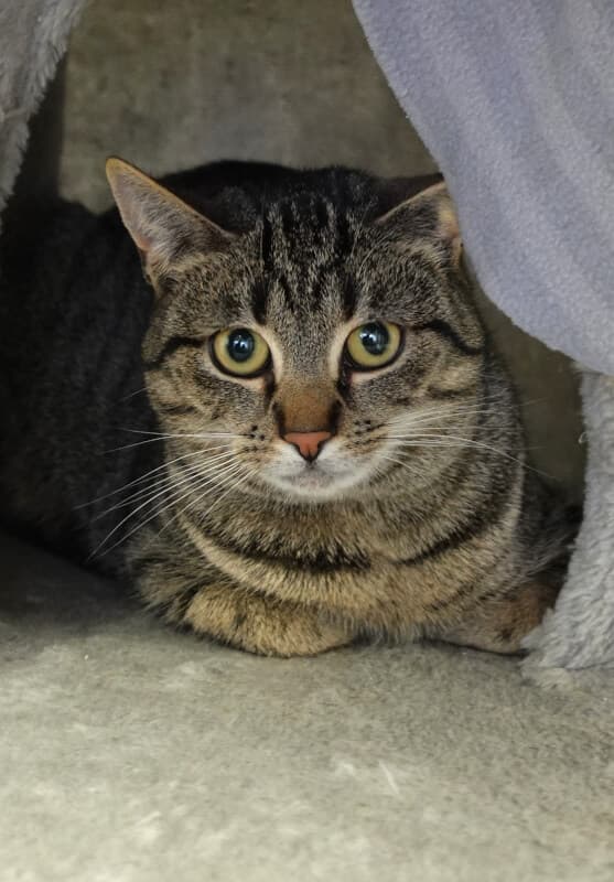 Yuma - Belgischer Schäferhund - Bild 5