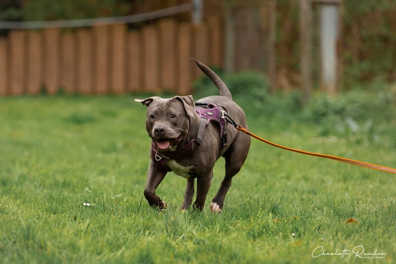 Nala - American Staffordshire Terrier - Bild 6