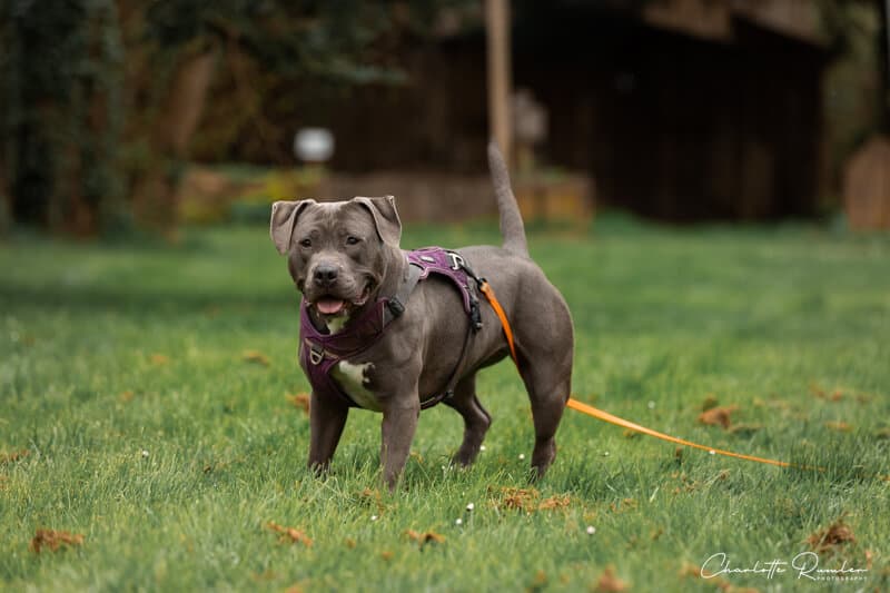 Nala - American Staffordshire Terrier - Bild 5