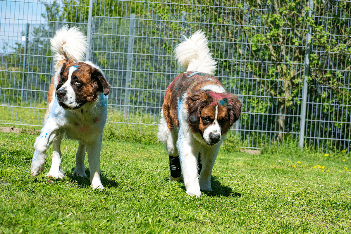 Max - - Bild 3