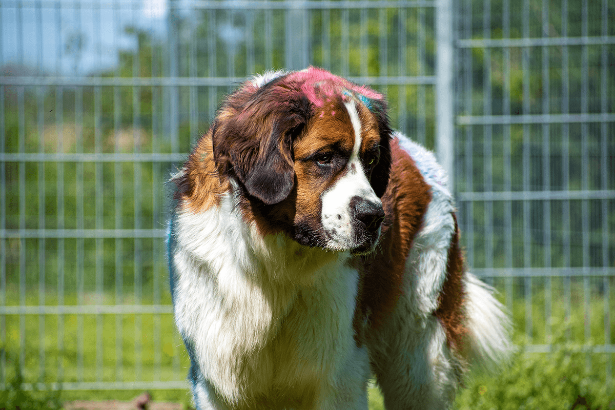 Max - - Bild 1