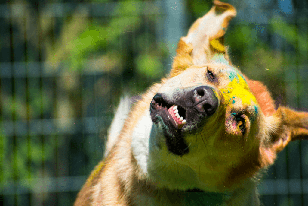 Asaria - Deutscher Schäferhund, Kangal-Hirtenhund - Bild 2