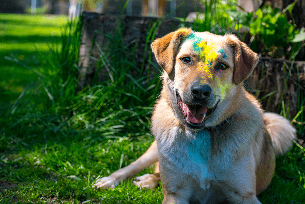 Asaria - Deutscher Schäferhund, Kangal-Hirtenhund - Bild 4