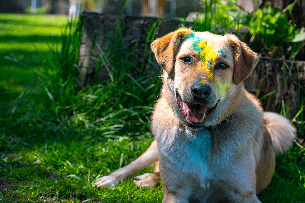 Asaria - Deutscher Schäferhund, Kangal-Hirtenhund - Bild 3