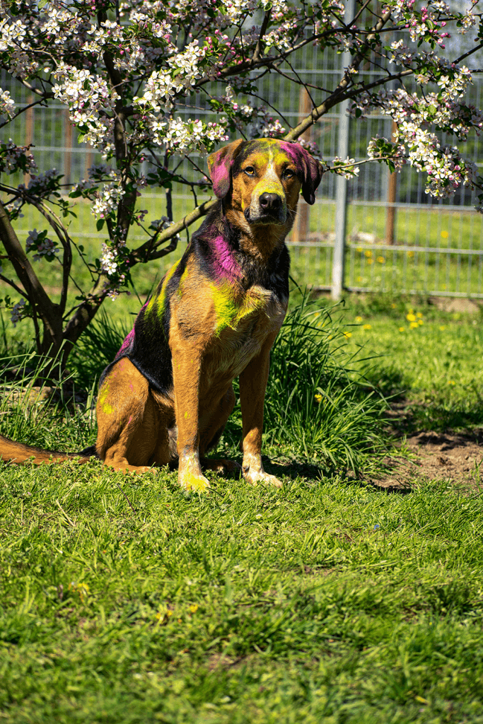 Henry - - Bild 2