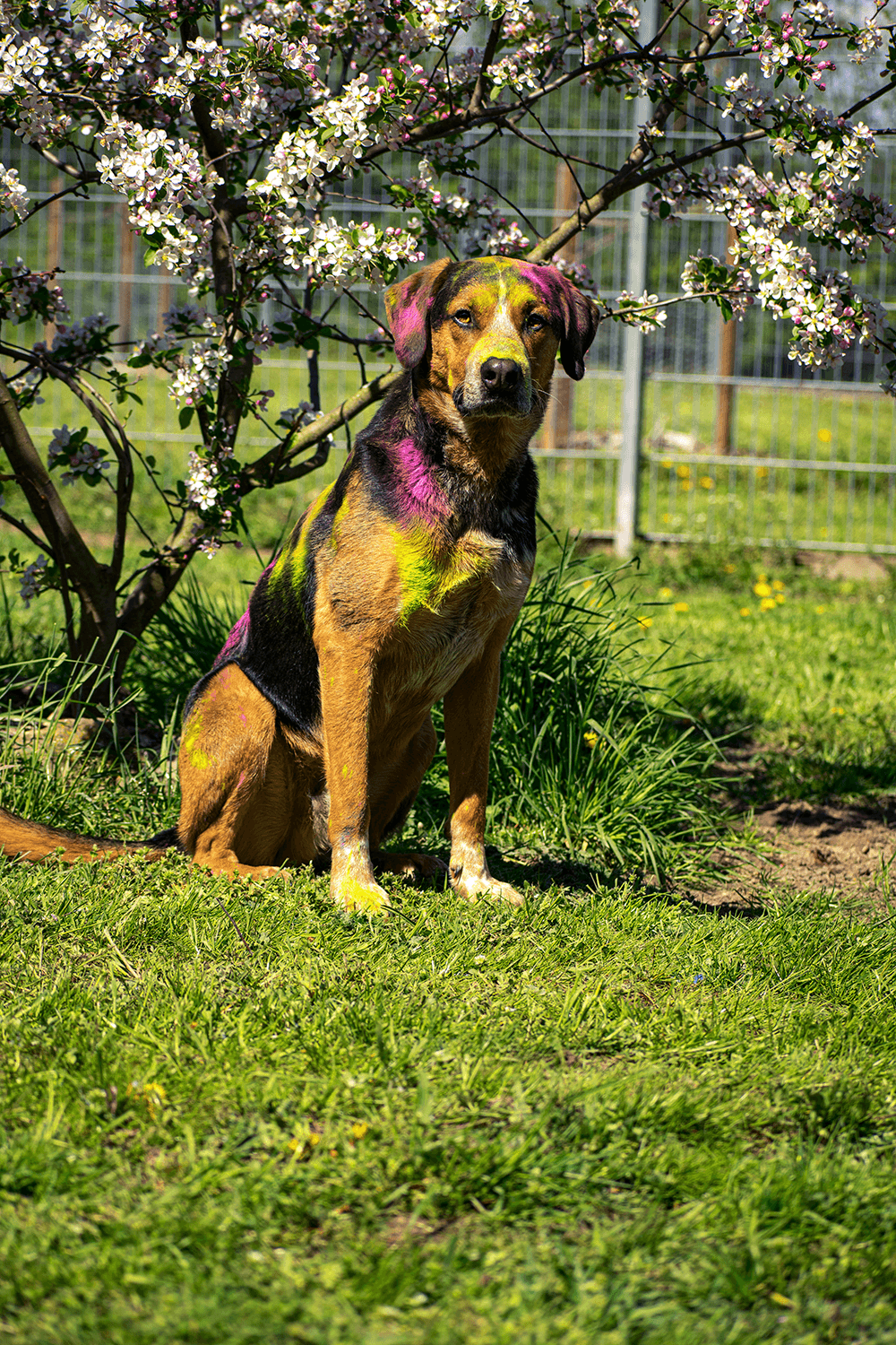 Henry - - Bild 1