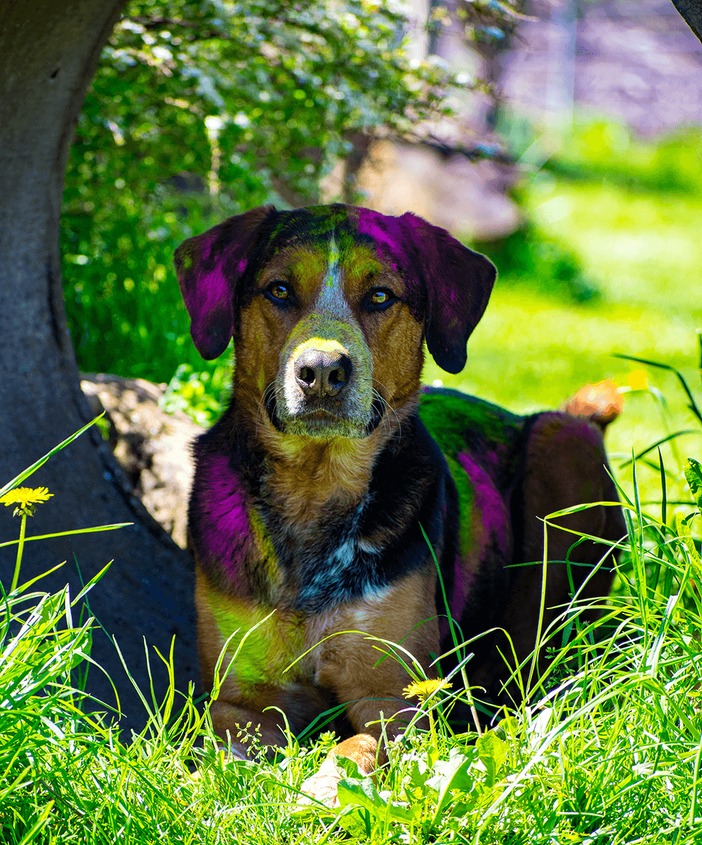 Henry - - Bild 5