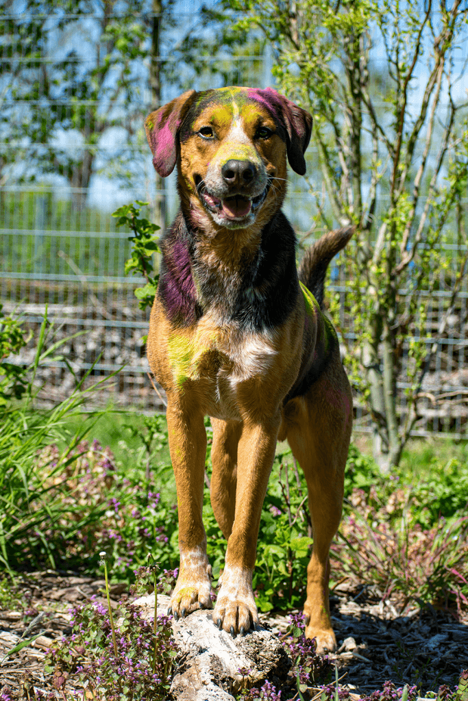 Henry - - Bild 4