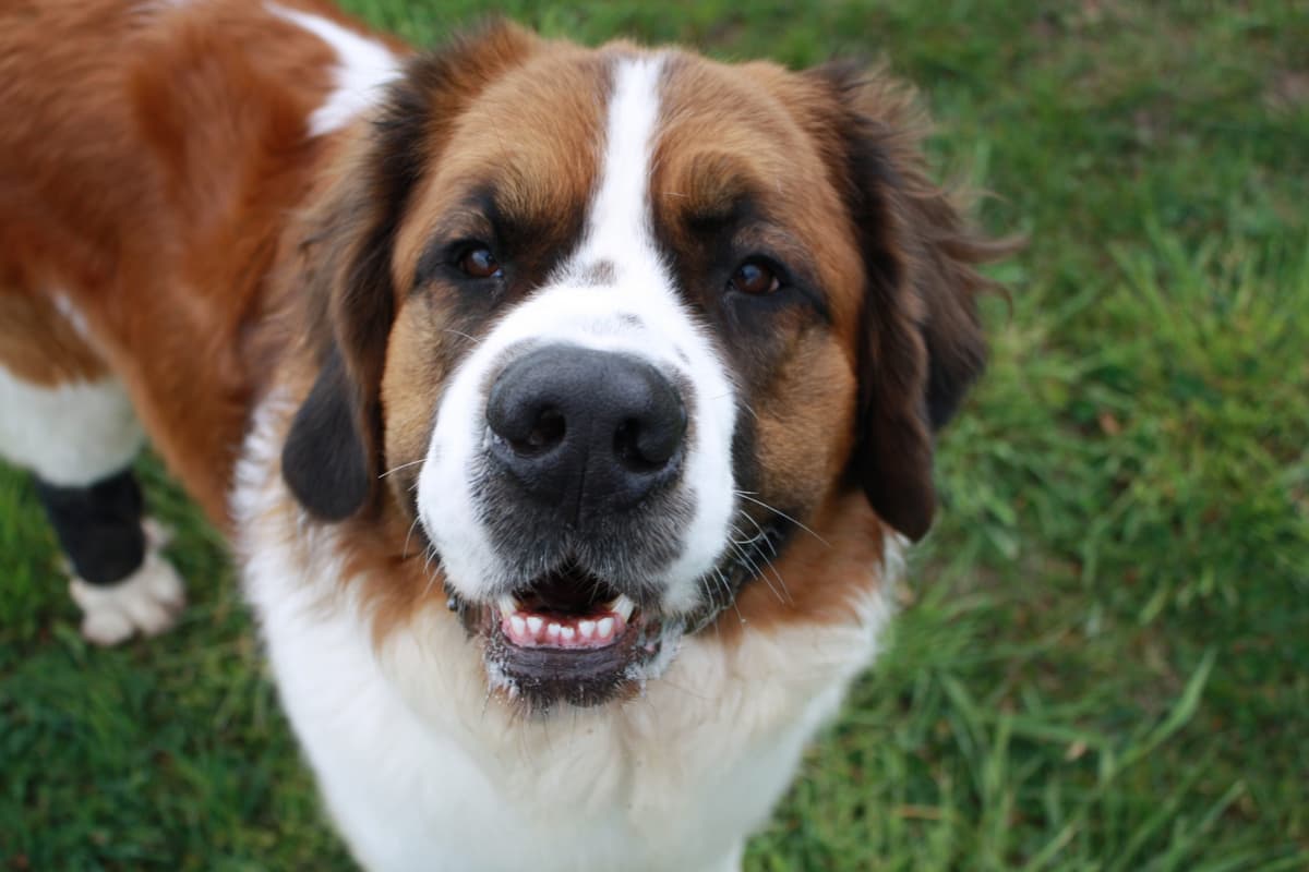 Max - - Bild 7