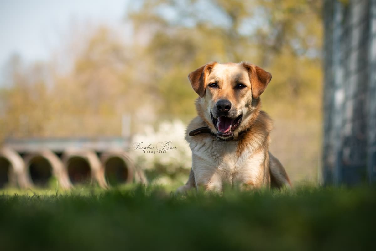 Asaria - Deutscher Schäferhund, Kangal-Hirtenhund - Bild 9