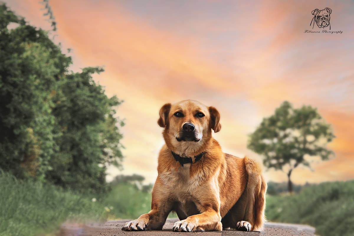 Asaria - Deutscher Schäferhund, Kangal-Hirtenhund - Bild 5