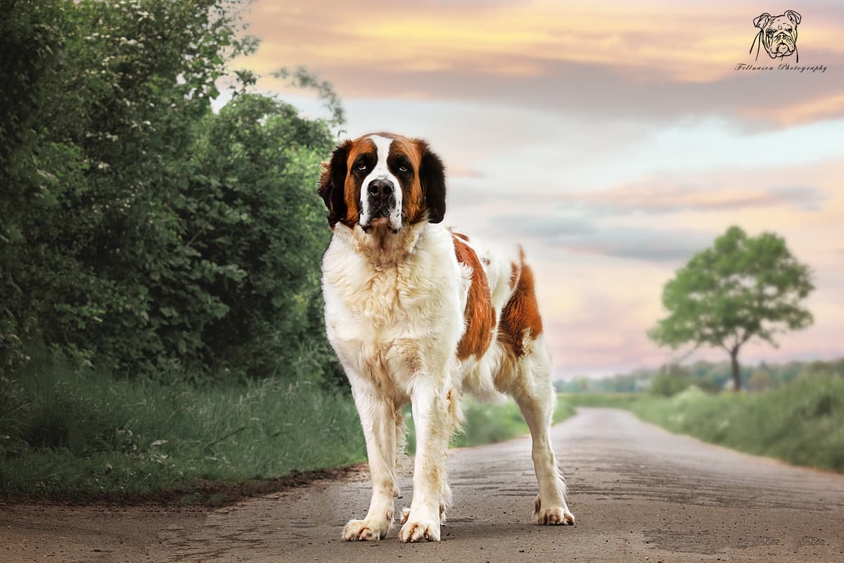 Max - - Bild 13