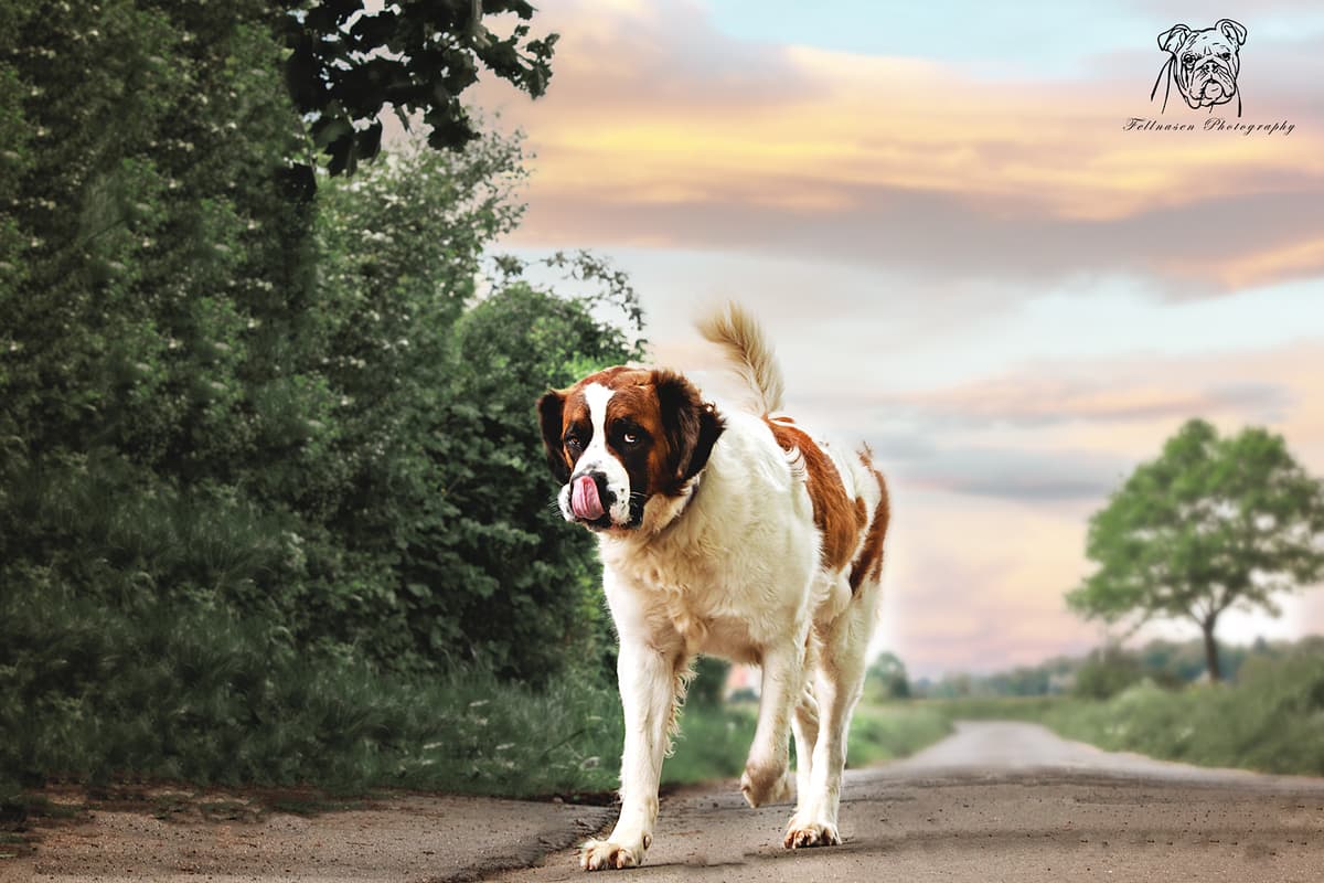 Max - - Bild 15