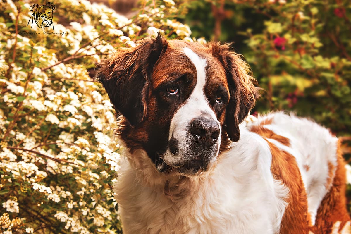Max - - Bild 17