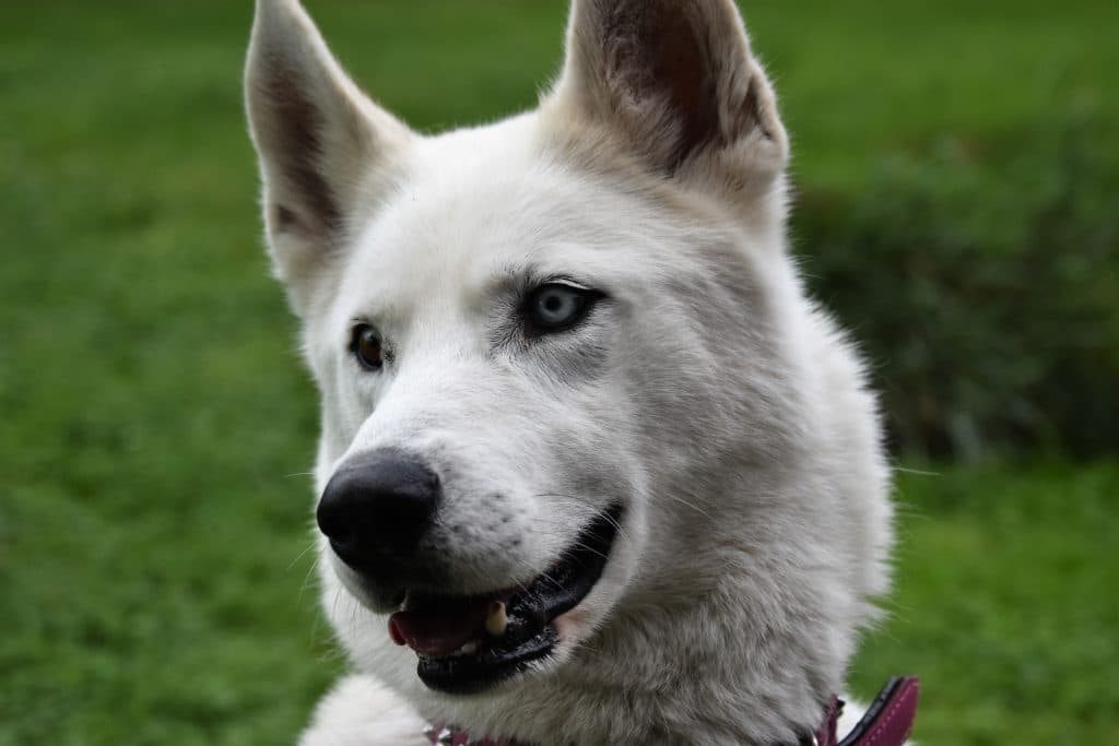 Shadow - Siberian Husky - Bild 2