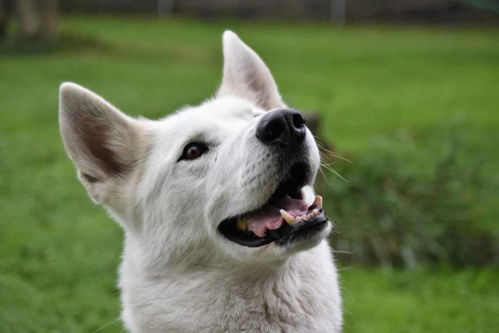 Shadow - Siberian Husky - Bild 4