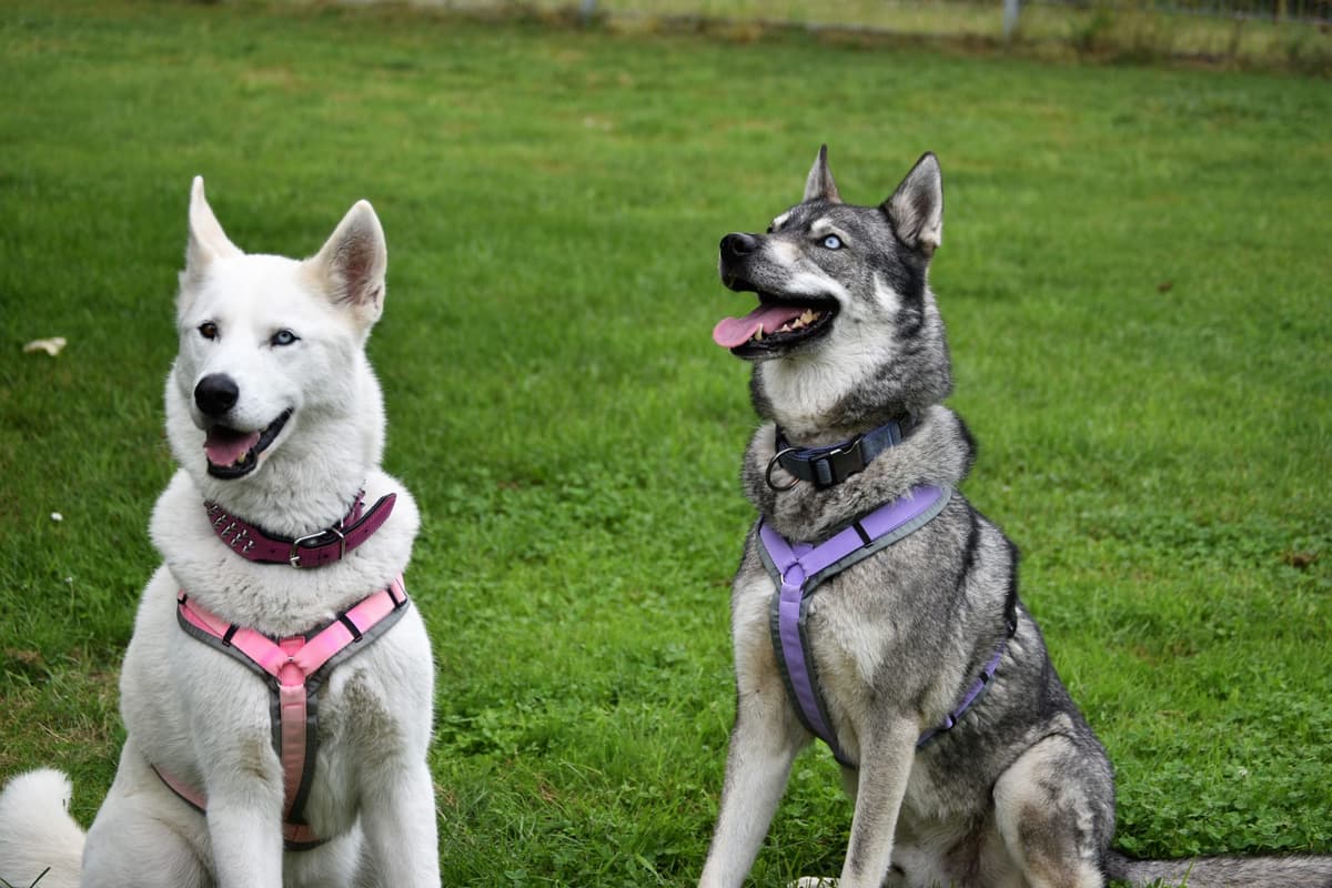 Shadow - Siberian Husky - Bild 7