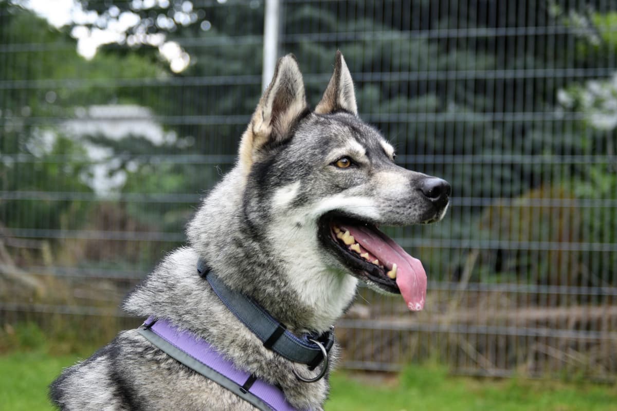 Shadow - Siberian Husky - Bild 9