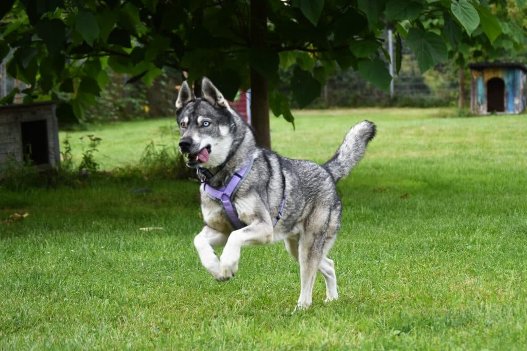 Shadow - Siberian Husky - Bild 12