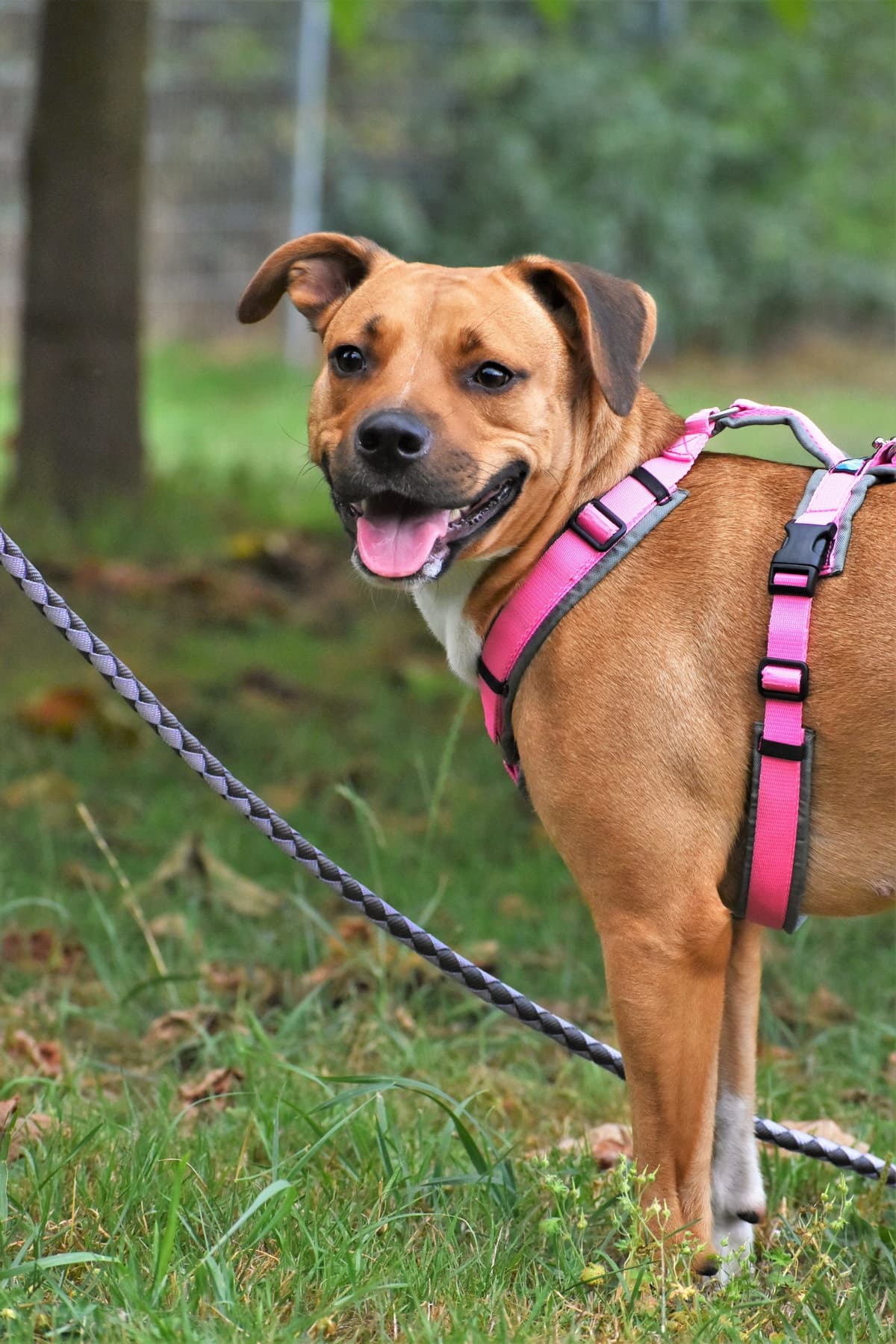 Schnute - American Staffordshire Terrier - Bild 5