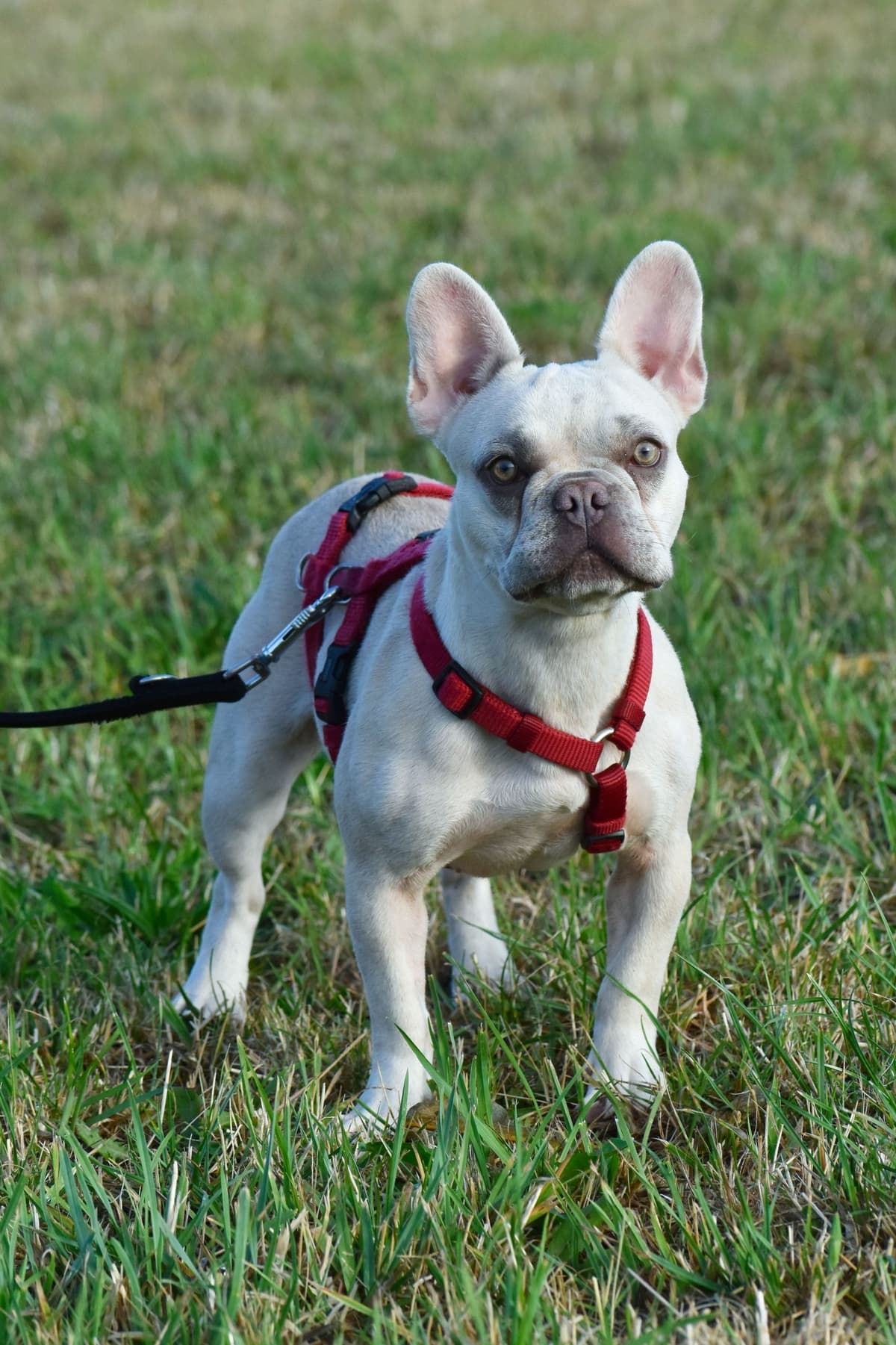 Joyce - Französische Bulldogge - Bild 1