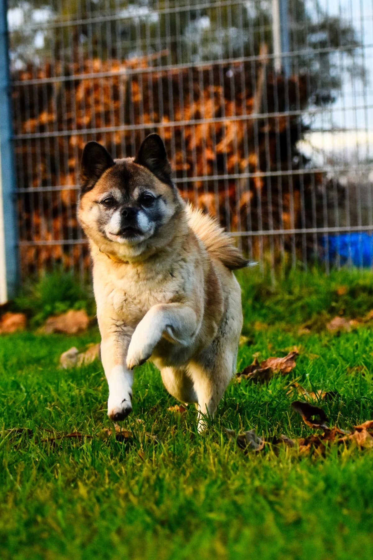 Greta - Mops - Bild 1