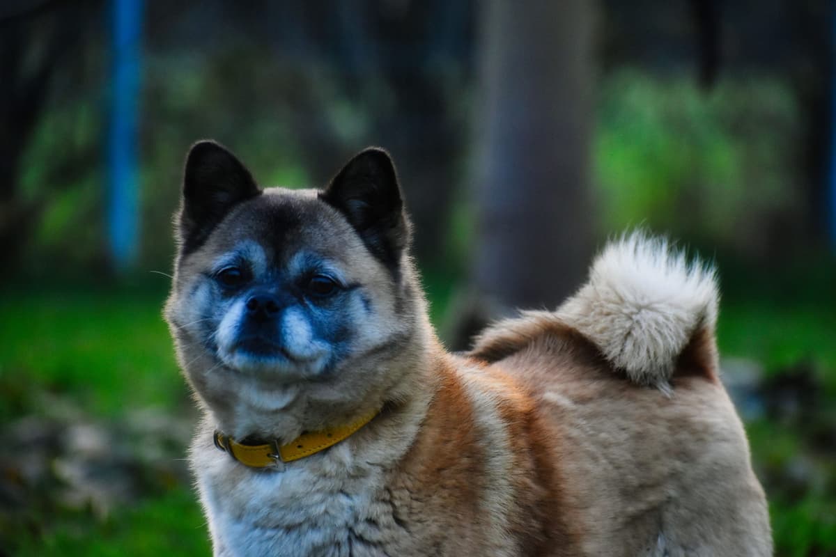 Greta - Mops - Bild 5
