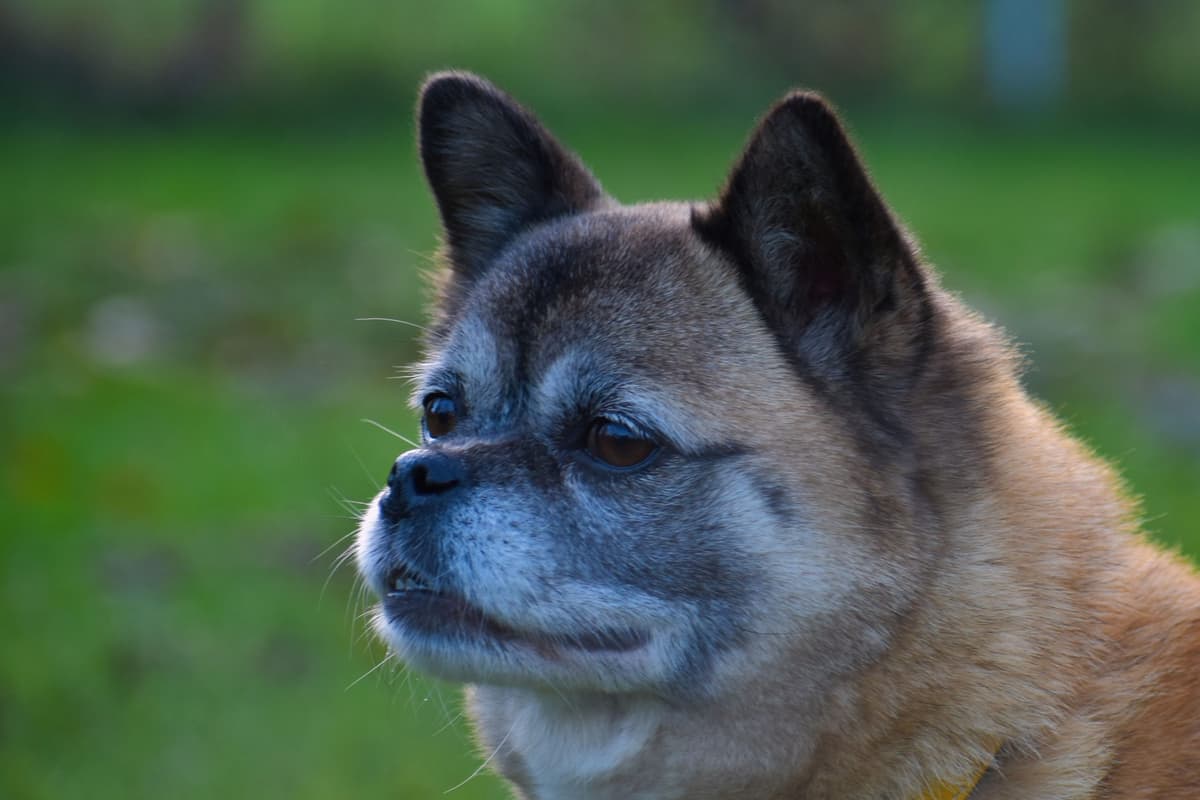 Greta - Mops - Bild 9