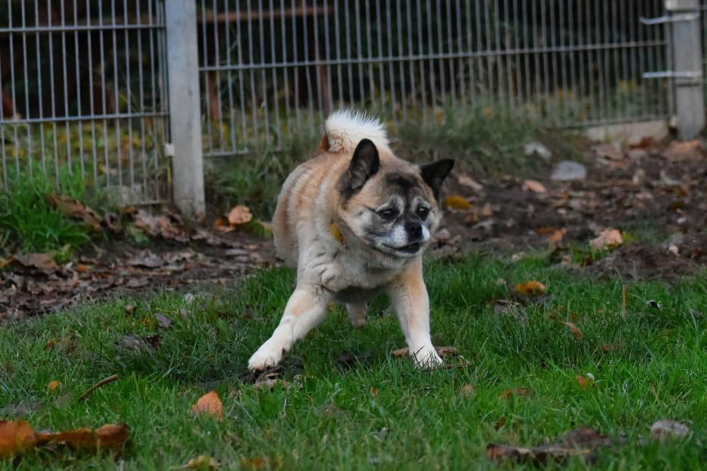 Greta - Mops - Bild 14