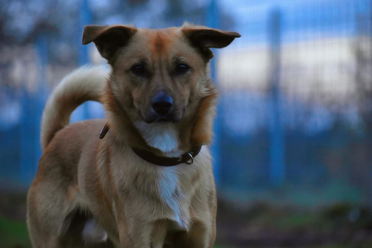 Pablo - - Bild 4