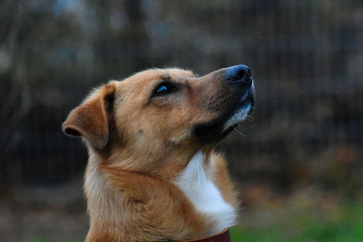 Pablo - - Bild 3