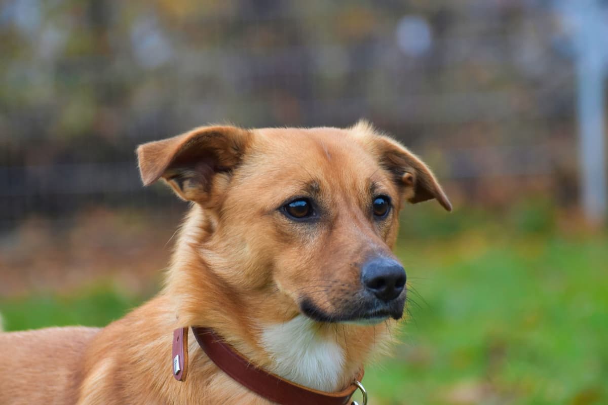 Pablo - - Bild 5