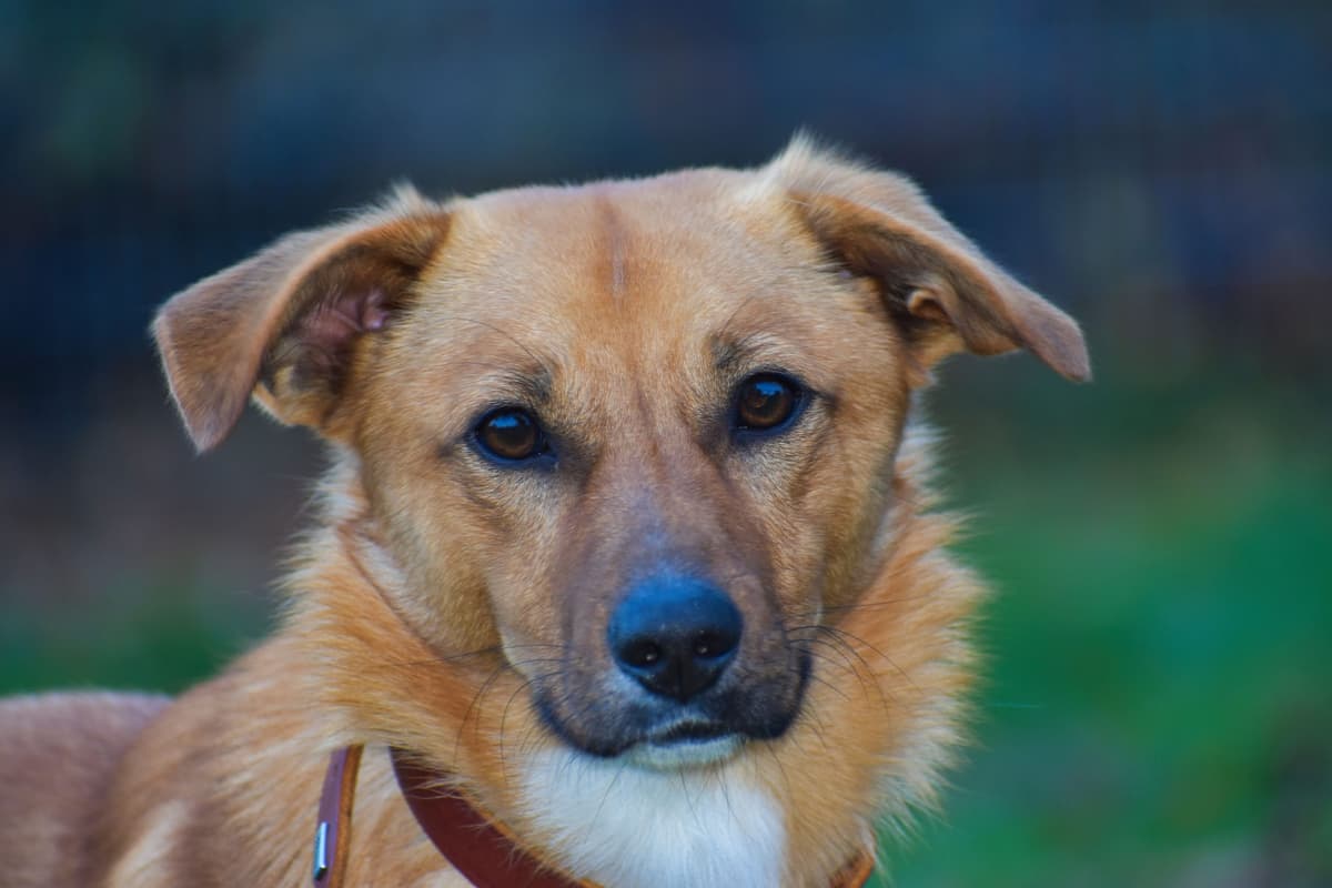 Pablo - - Bild 6