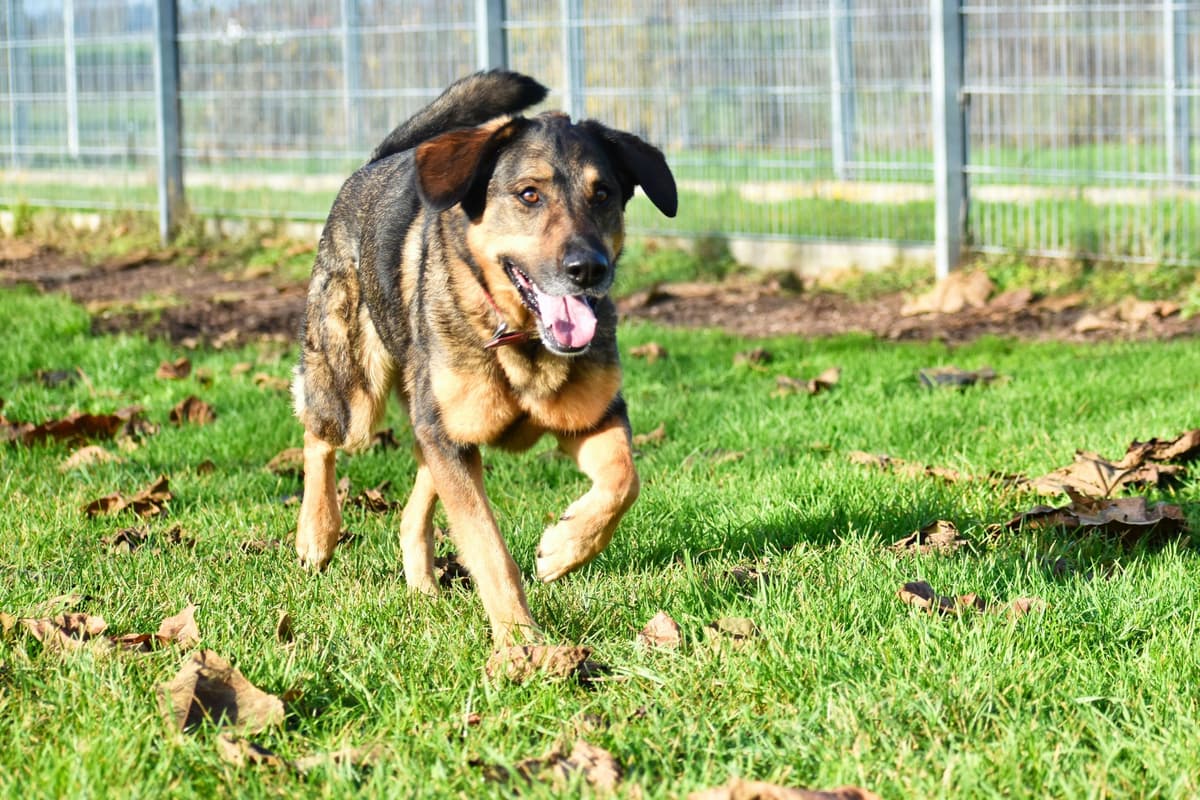 Jenny - Deutscher Schäferhund - Bild 7