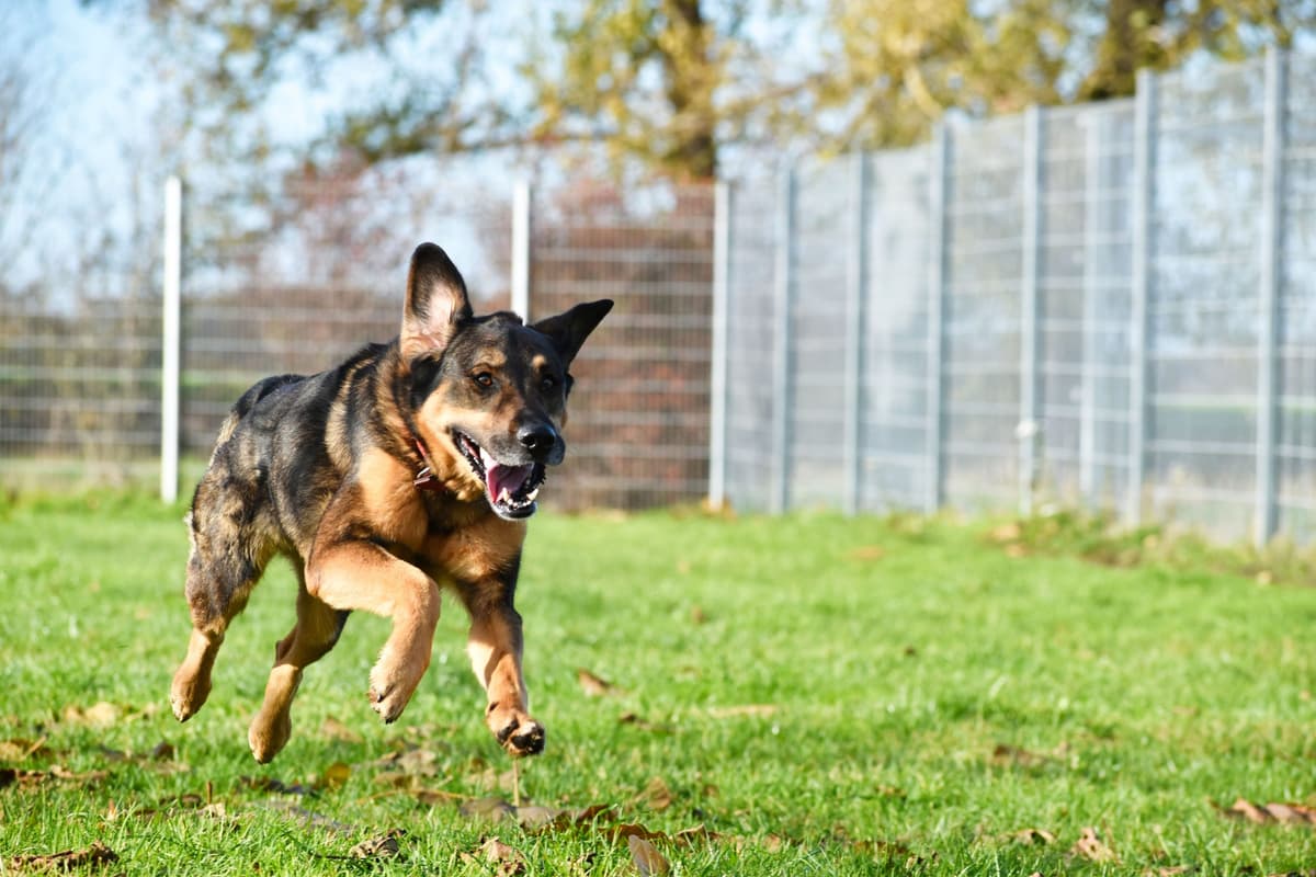 Jenny - Deutscher Schäferhund - Bild 11