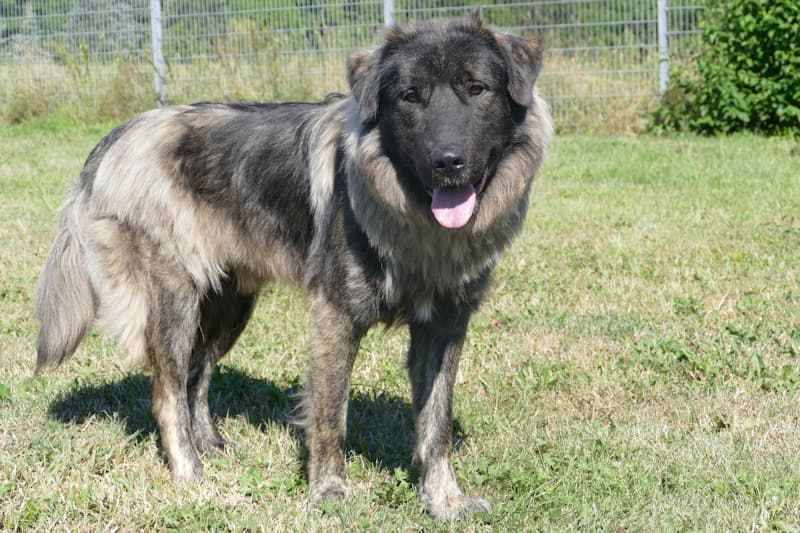 Arthur - Zentralasiatischer Owtscharka - Bild 3