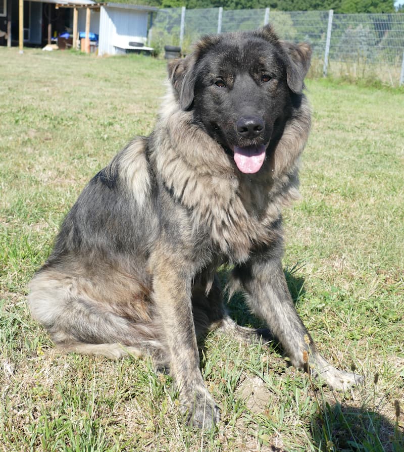 Arthur - Zentralasiatischer Owtscharka - Bild 2