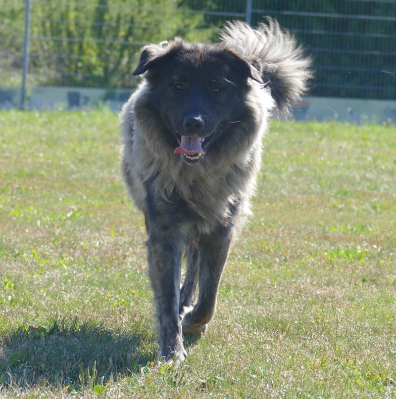 Arthur - Zentralasiatischer Owtscharka - Bild 4