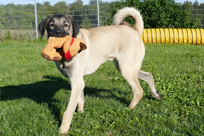 Helmut - Kangal-Hirtenhund - Bild 4
