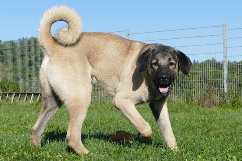 Helmut - Kangal-Hirtenhund - Bild 2