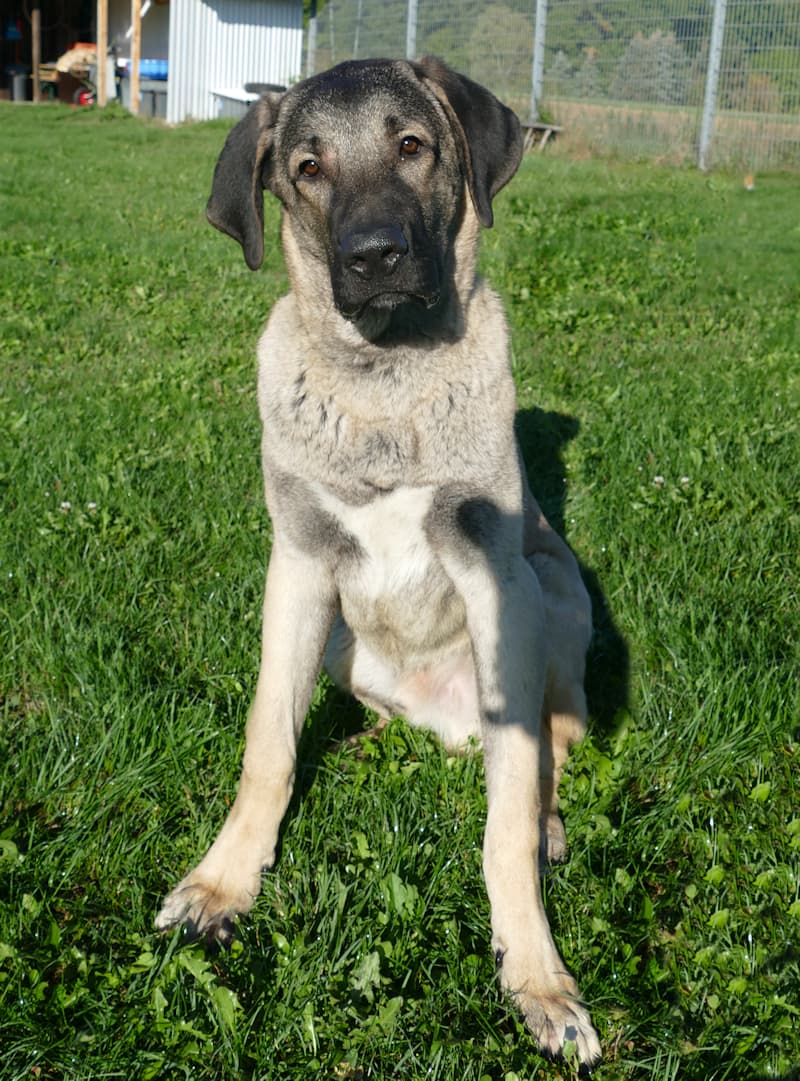 Helmut - Kangal-Hirtenhund - Bild 3