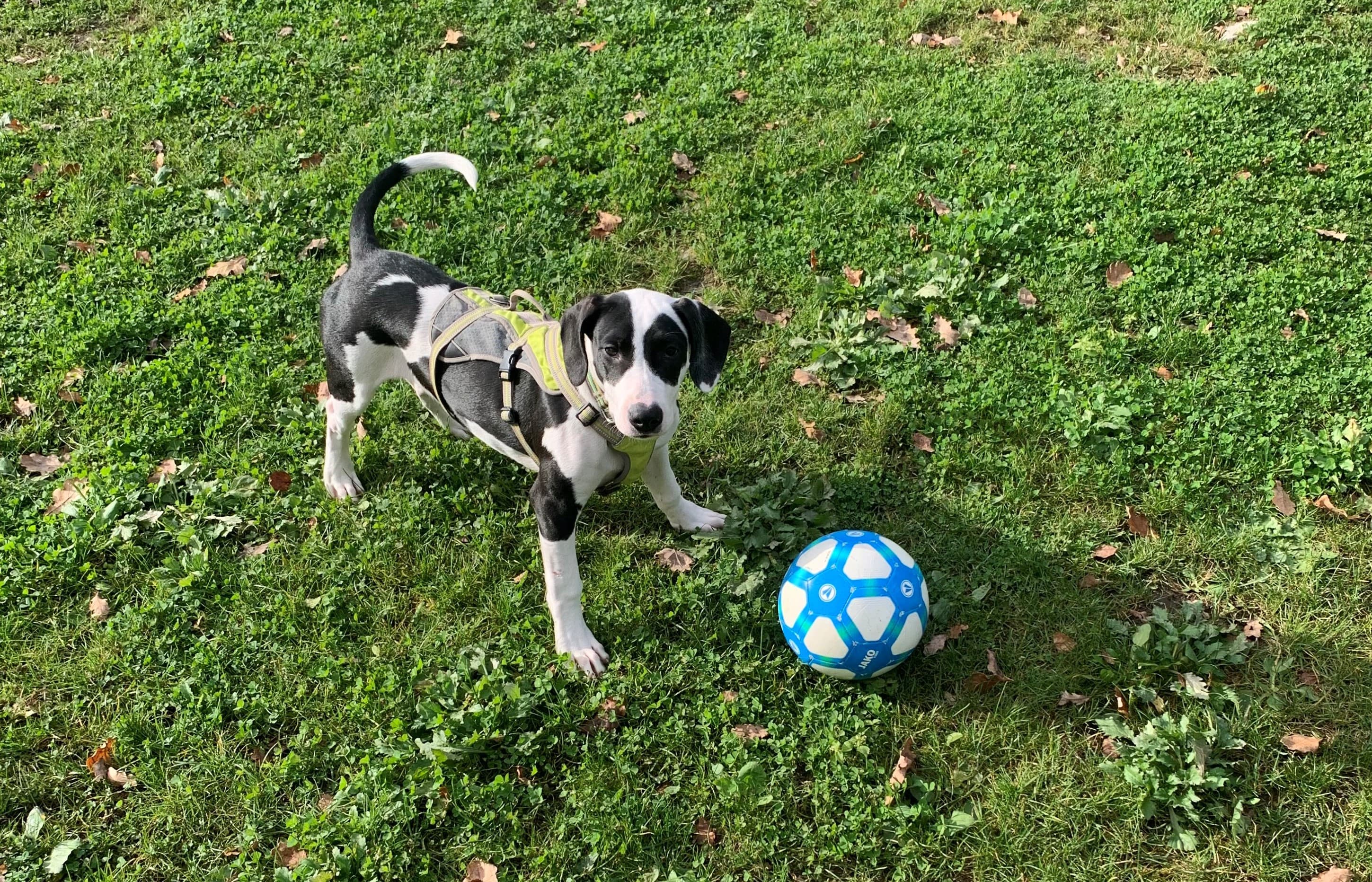 Bambam - Dogo Argentino - Bild 1