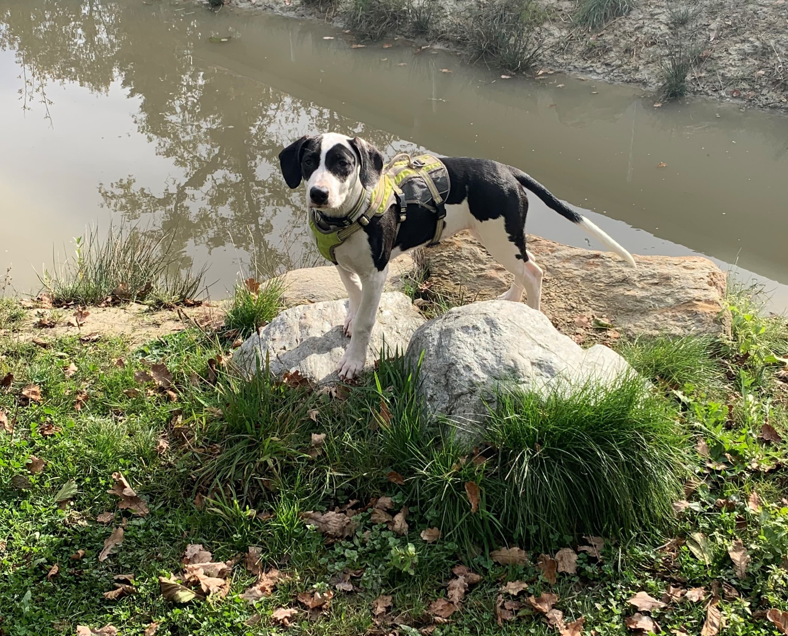 Bambam - Dogo Argentino - Bild 2