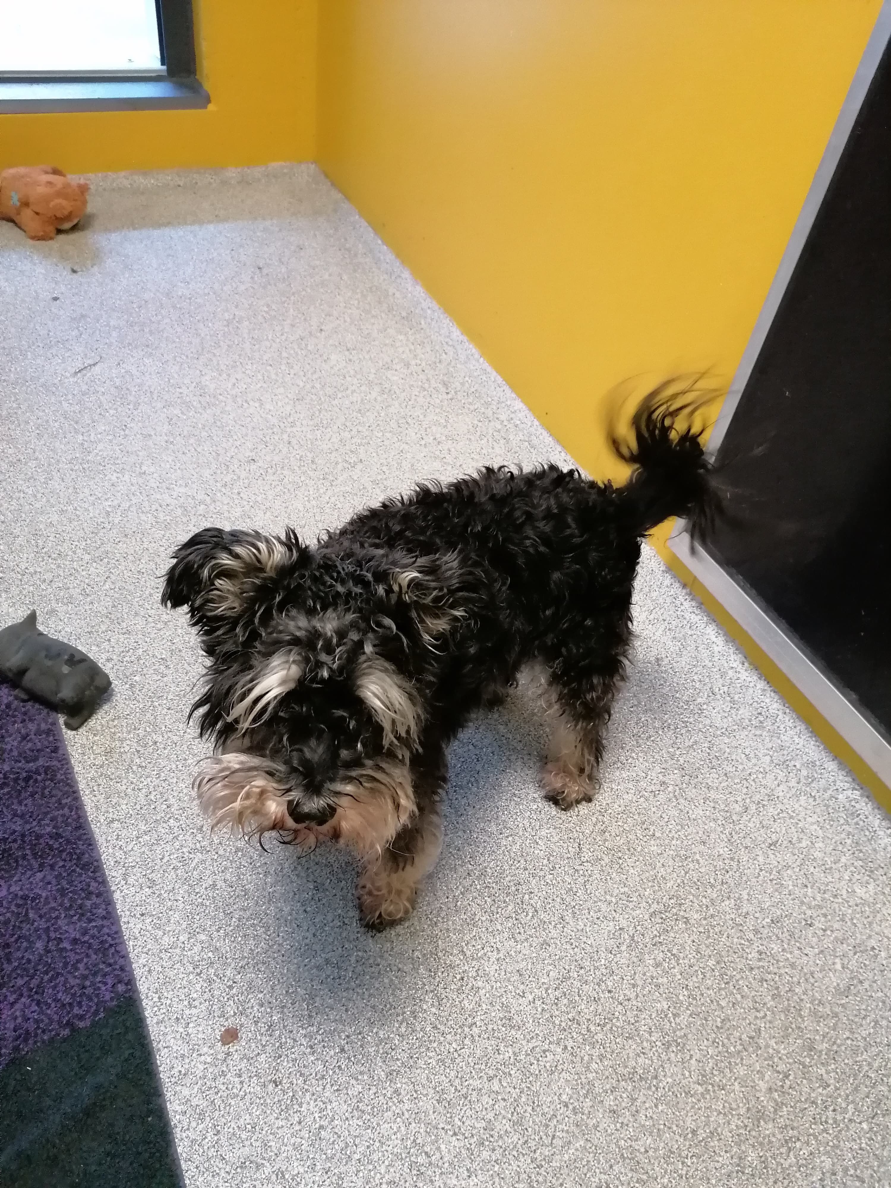 Zwergschnauzer-Mix Flori