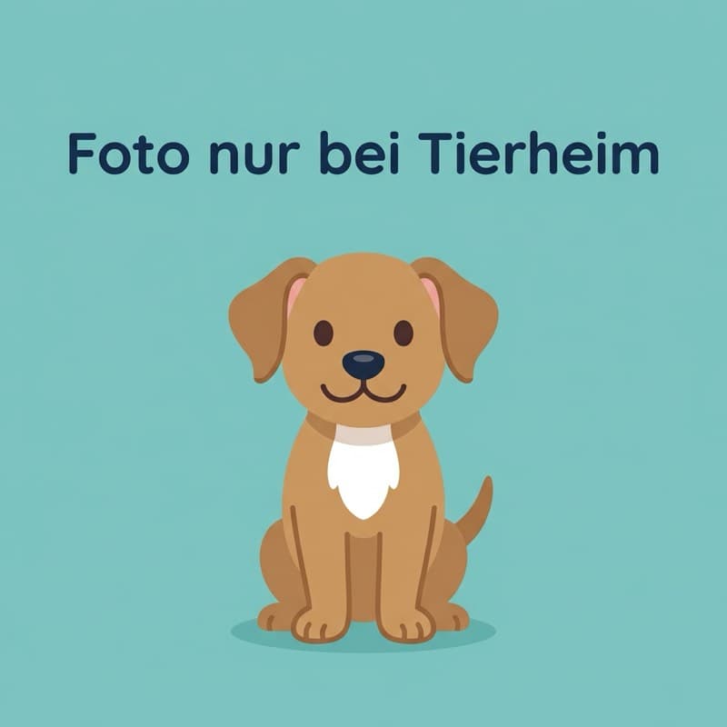 Sissi - Deutscher Schäferhund - Bild 3