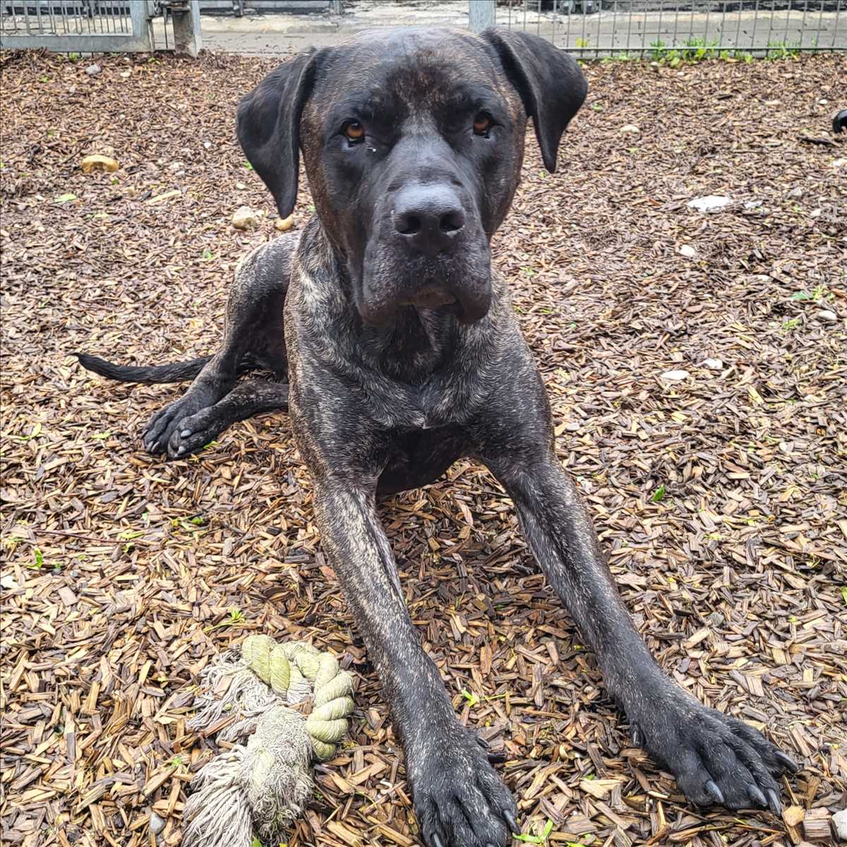 Dogo Canario EL GIRO