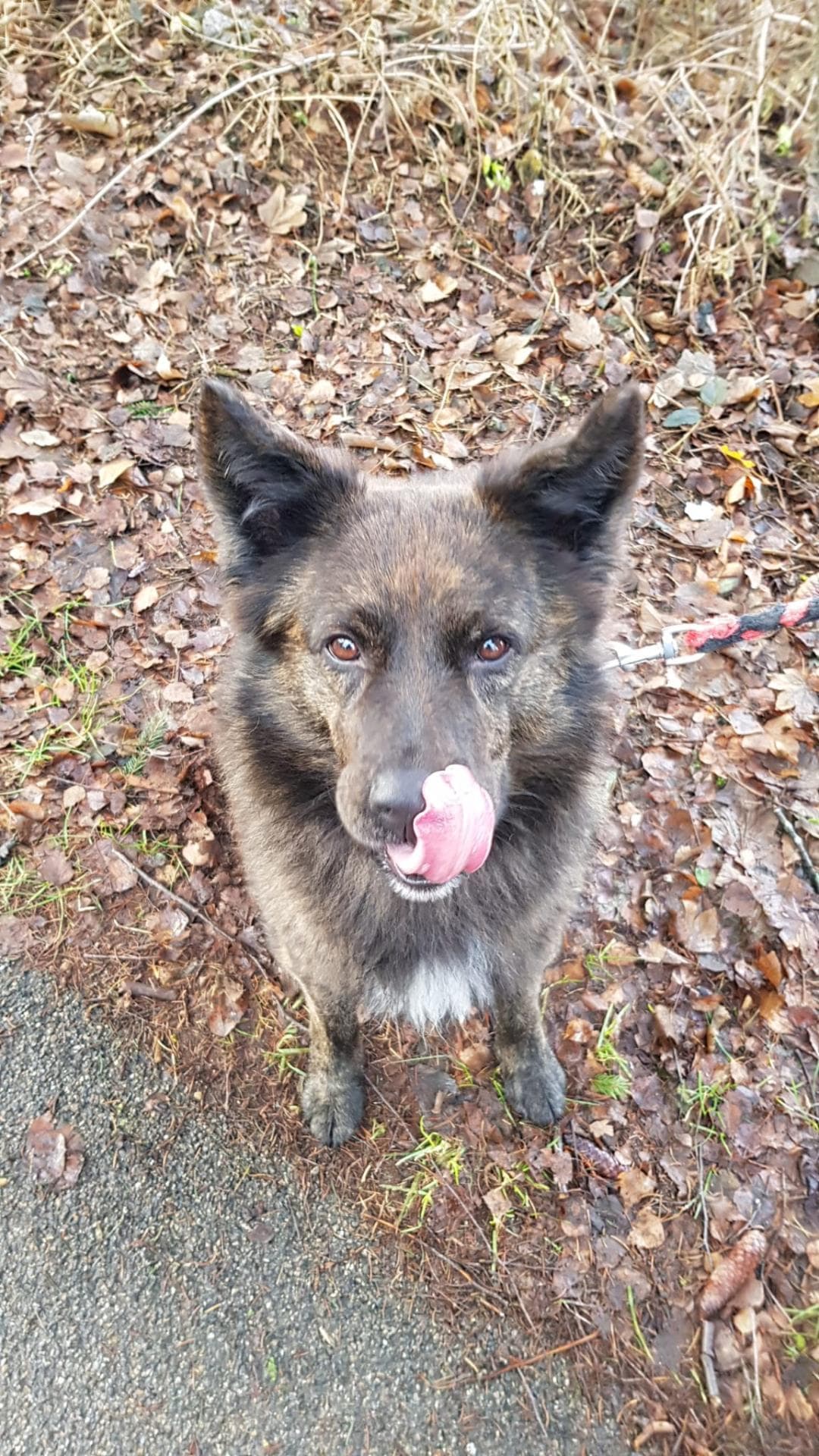 Kimba - Deutscher Schäferhund, Hollandse Herdershond - Bild 2