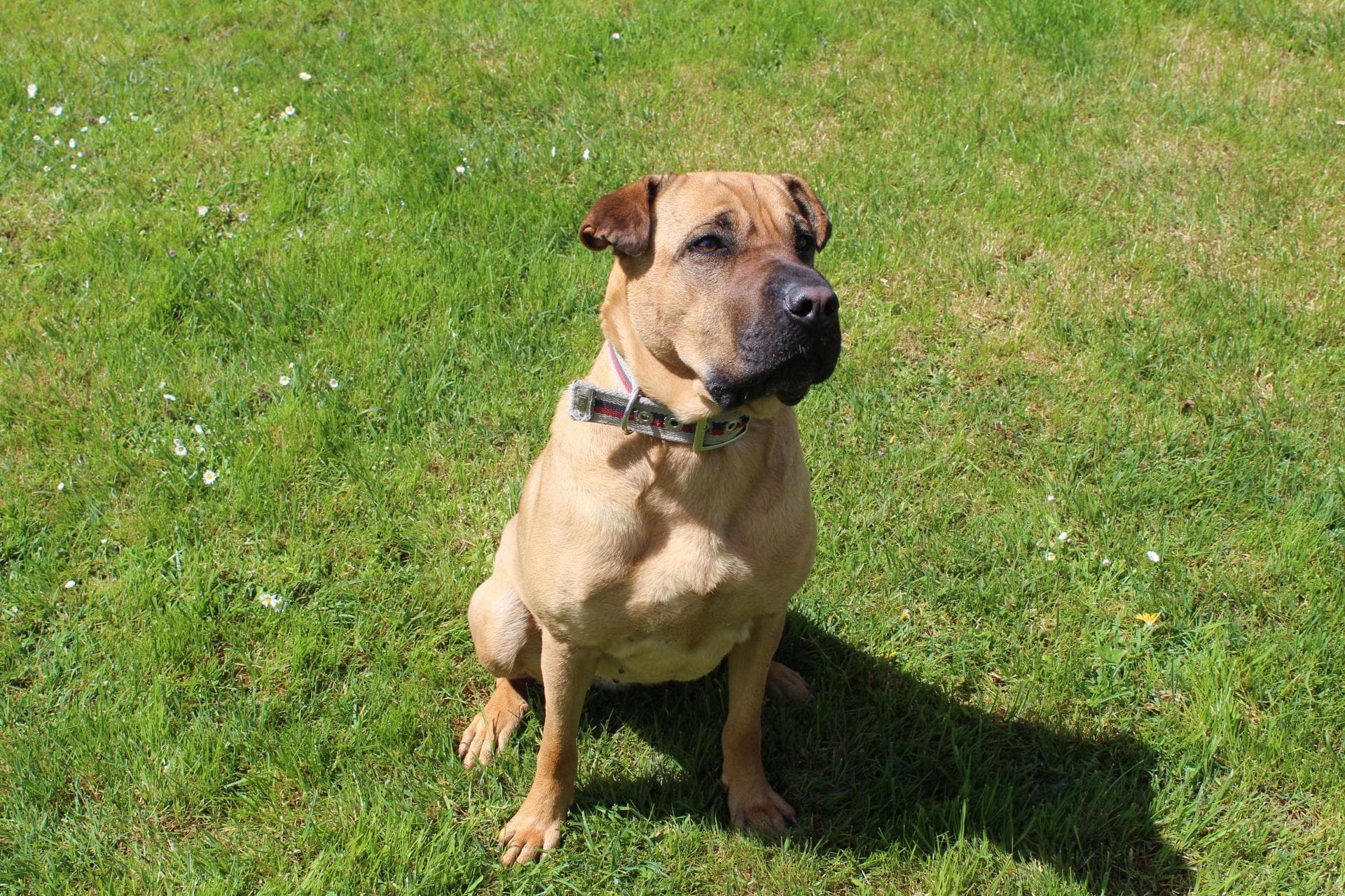 Melly - Shar-Pei - Bild 2